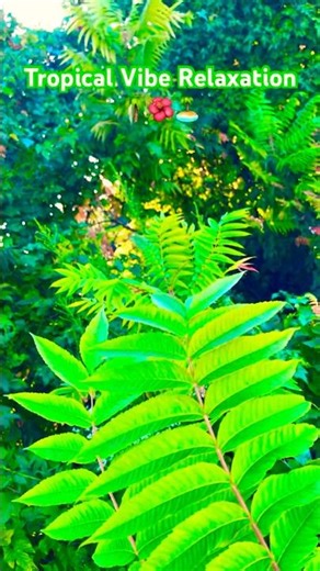 Extra Green 🌳🍃 #plants #relaxation #panoramicsoundscapes