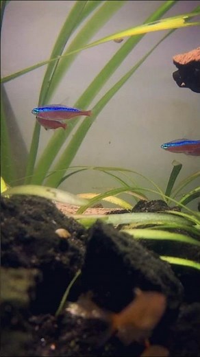 Fun Facts about the Cardinal Tetra #cardinaltetra #aquarium #fishtank #tetrafish