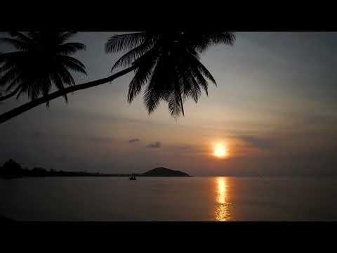 Palme ved stranden i solnedgang