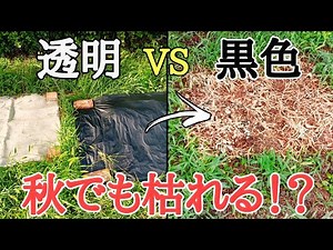 雑草対策｜雑草が1日で枯れた除草のやり方は秋でも通用するのか！？