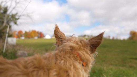 From the quiet fields of Canterbury Shaker Village to the rugged beauty of Appledore Island — WINDOWS TO THE WILD uncovers the stories that still echo across New England. Watch Thursday, Oct. 23 at 8 PM on NHPBS, YouTube, and the PBS App. Support from the Alice J. Reen Charitable Trust, the John D. McGonagle Foundation, the Bailey Charitable Foundation, Road Scholar, and viewers like you. Now more than ever, your support keeps stories like these on the air — and out in the wild. 💙 | New Hampshi