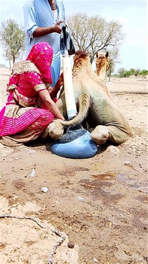 ضربة برق ومعجزة مؤلمة لجمل: في هطول أمطار غزيرة، ألقى المزارعون الطاعون الأسود عن ظهر الجمل