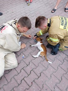 Międzybrodzie Bialskie: Strażacy uratowali życie małego pieska. Co za historia! Przeprowadzili reanimację czworonoga