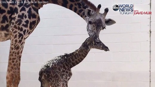 215K views · 8.8K reactions | BIG BUNDLE OF JOY: The Cincinnati Zoo & Botanical Garden welcomed a 100-pound, 6-foot tall baby giraffe to their family – the first baby after a 15-month pregnancy for 5-year old mother, Cece. | ABC World News Tonight with David Muir | Facebook