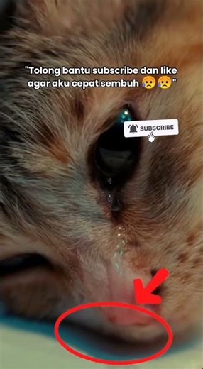 A Weak Sick Cat Crying Alone in the Hospital Bed — So Hard to Watch