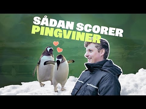 Pingvinunger for første gang - behind the scenes i Kattegatcentret