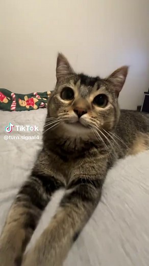 Relaxing Cat Videos for Your Feline Companion