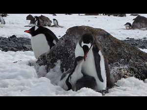 Gentoo Penguin Feeding Chick -- Brown Bluff, Antarctica