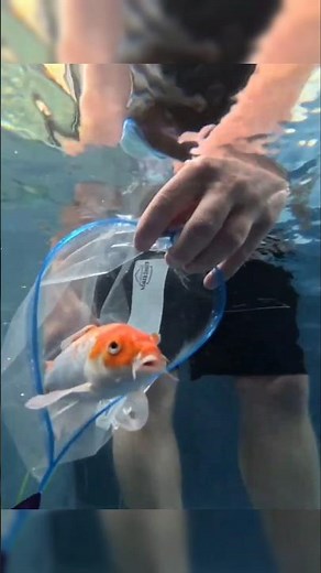 Transform a bus... into a mobile fish tank! #fish