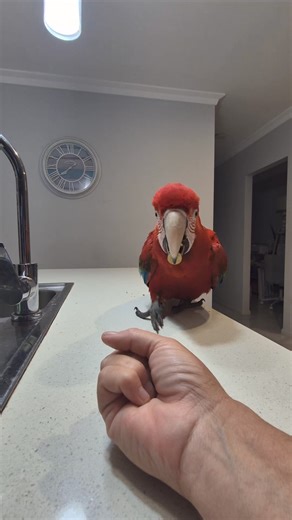 In the wild, parrots encounter various ecological challenges, such as finding food, avoiding predators, and navigating complex environments. Studies have revealed that pet parrots' cognitive abilities are influenced by their natural behaviours, and they can apply these problem-solving skills in captivity to adapt to novel situations. The cognitive abilities of pet parrots are influenced by their living conditions, social interactions, and environmental enrichment. Parrots housed in environments 