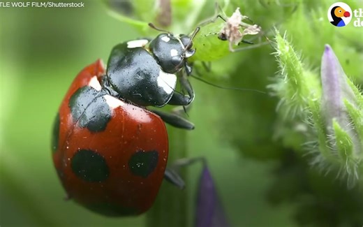 搬运-The Stunning Life Cycle Of A Ladybug The Dodo