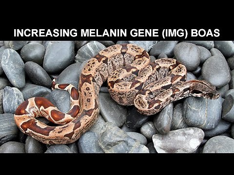 The Importance of Genetic Background: A Tale of 2 IMG Boas!