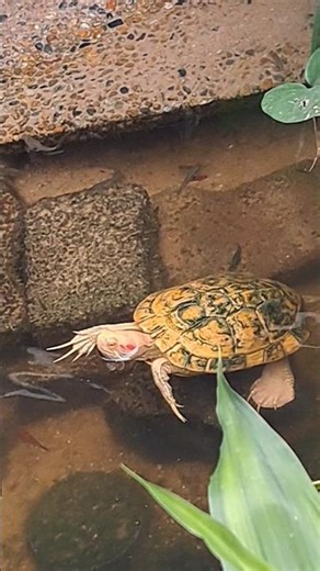 Slow motion red-eared sliders turtle near community centre (社区中心附近慢动作的红耳龟)