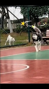 Dogs behaving badly has me screaming 🤣 #dogfunny #funnypets #petfails