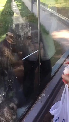 Gorilla The gorilla loves laughing, what a character! 🦍 #Gorilla #AnimalBehavior | Pet Hilarity