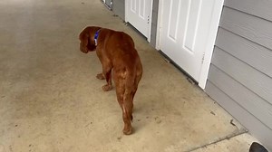 42K views · 10K reactions | Love Shack is a very painful boy, his elbow is very swollen and as you can see it hurts him a lot. Emma started him on two different pain meds to five him some relief. He is on his way to see Dr Reno this morning. | Lone Star Dog Ranch & Dog Ranch Rescue | Facebook