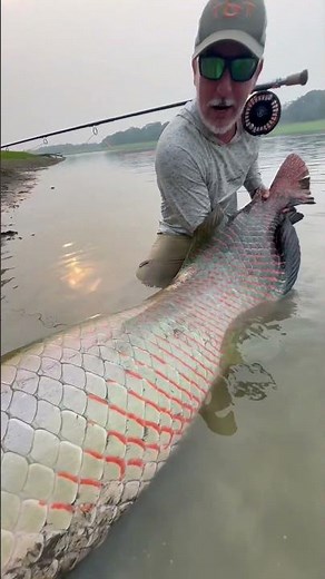 Pirarucu - Arapaima Fly Fishing in Brazilian Amazon with a floating line! #fishing #arapaimagigas
