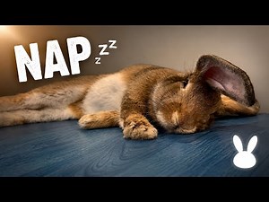 Warning: Too Cute to Stay Awake 🐰💤 | Pun’s Relaxing Bunny Nap (ASMR & Calm Vibes)