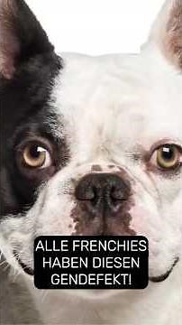 100% of all Frenchies carry this genetic defect