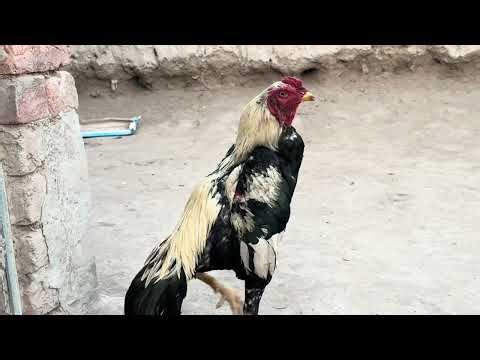 CRAZY Chicken Fight 😱 You Won’t Believe This Brutal Clash!
