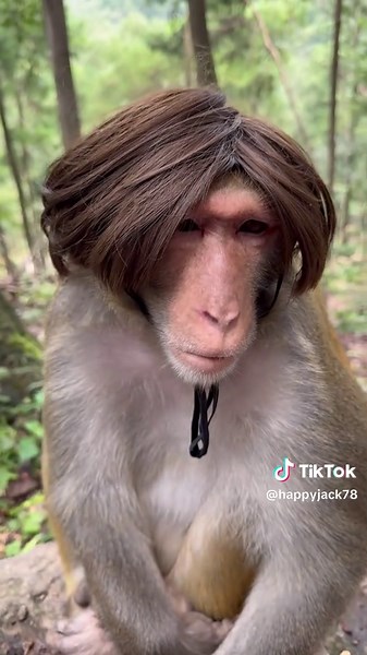 happyjack7 (@happyjack78)’s videos with original sound - happyjack7