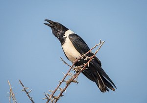 Black And White Birds: 15 Lively Plain Looking Avians To See