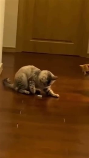 How are you so smart! #cat #smartcat