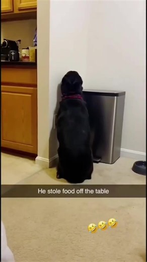 Guilty Dogs Caught in the Act: Hilarious Reactions Compilation