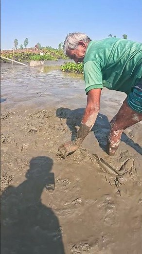 Incredible Hand Fishing: Catching a HUGE Fish in the Mud! 🐟 #fish #fishing #handfish