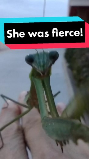 Praying Mantis Eating Hummingbird - Shocking Encounter