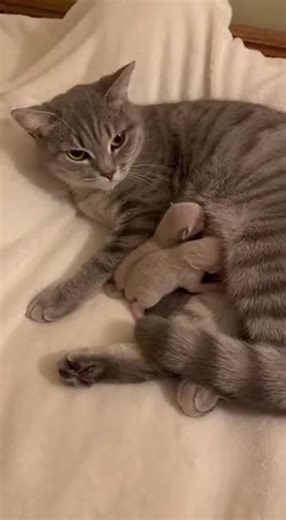 cat new born baby #cat #catmeme #cutecat