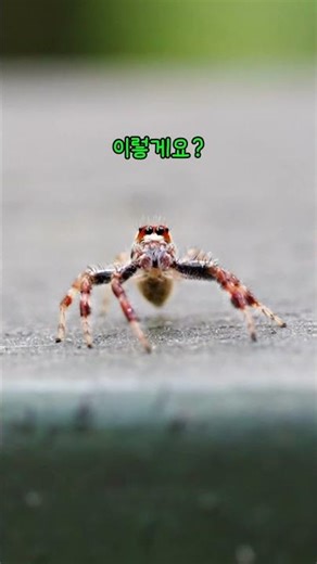 검은날개무늬깡충거미를 소개해요.
