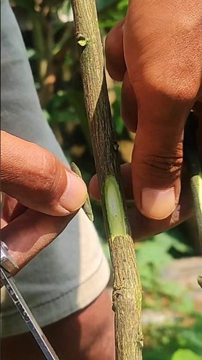 Chip-Budding Techniques #gardentips #foryou