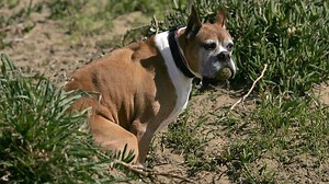 38K views · 545 reactions | Seattle dog owners are so bad at picking up poop that landlords are DNA-testing it to find culprits | NowThis | Facebook