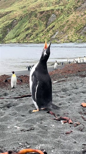 Exploring the Sounds of Gentoo Penguins at Macquarie Island