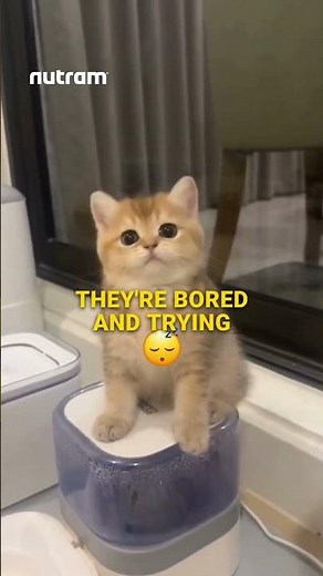 These Cats Behaviours Are Warning Signs!