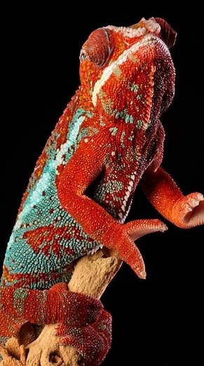 Camaleón Pantera: Maestro del Color y la Precisión