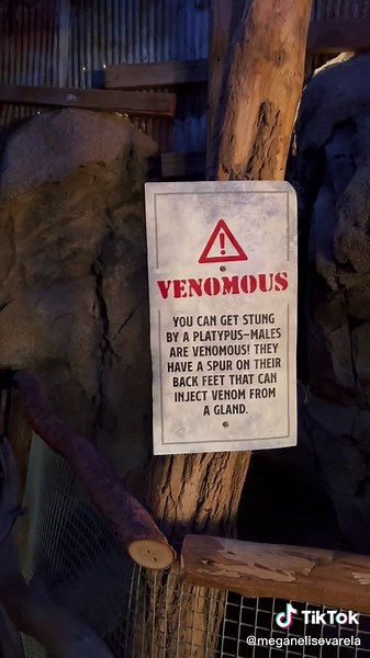 Meet Perry the Platypus at San Diego Zoo!