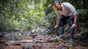 A king cobra bite -- and a scientific discovery