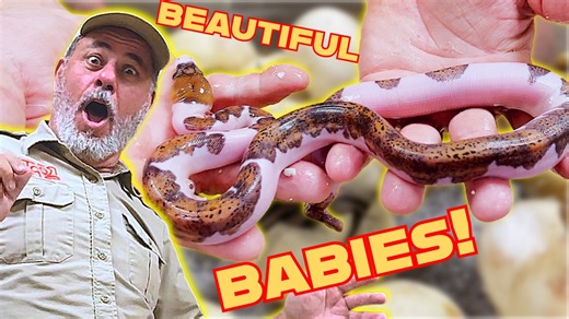 🥚 Jay Brewer gives a traveling fan the chance of a lifetime to cut open snake eggs and witness baby snakes hatching for the first time. 🐍 This incredible behind-the-scenes moment captures the miracle of life and the excitement of seeing brand-new hatchlings emerge. ✨ Perfect for reptile lovers and wildlife enthusiasts, this video is packed with wonder, surprise, and unforgettable reptile action. | Jayprehistoricpets