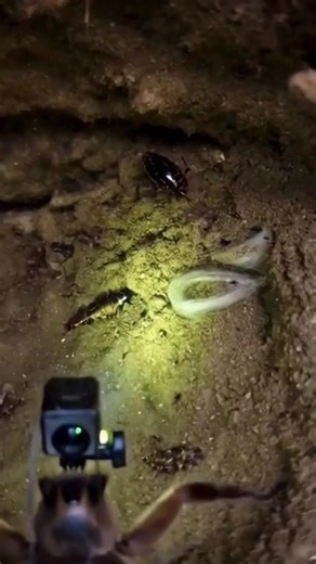 POV: A Tiny Camera on a Spider… What Will It Discover? 🕷️📹 #shorts #spider #pov