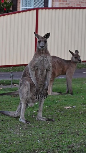 Kangaroos in the neighbourhood #kangaroo #australia #neighbourhood #town