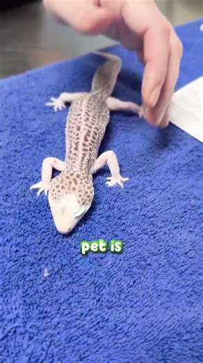 The SCARY form they gave me before my gecko's surgery…