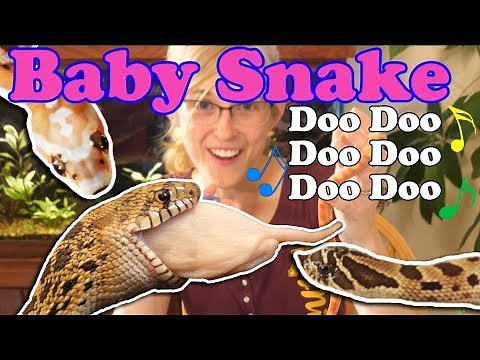 Baby Snake Update! (Bullsnakes, Hognoses, Scaleless rat/corns)