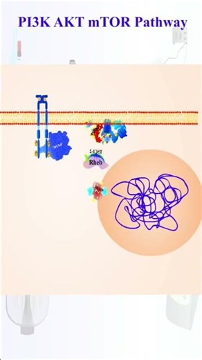 mTOR pathway | Cancer Signalling Pathway
