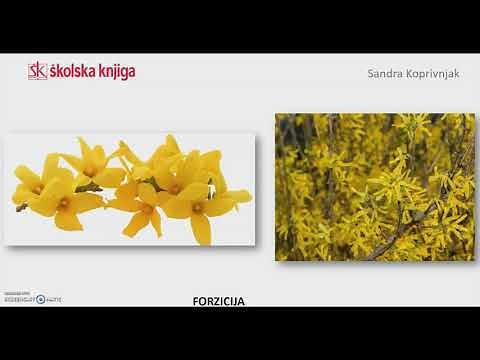 PROLJEĆE vremenske prilike, biljke i životinje
