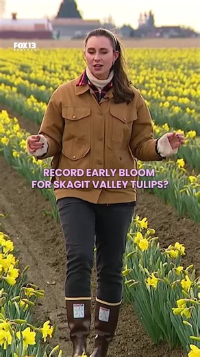 The first act has arrived… the daffodils. The folks over at RoozenGaarde tell @Lauren Donovan at this point, they’re two weeks ahead of schedule. Are we looking at a record-early bloom for Skagit Valley? When is the best time to plan to visit?