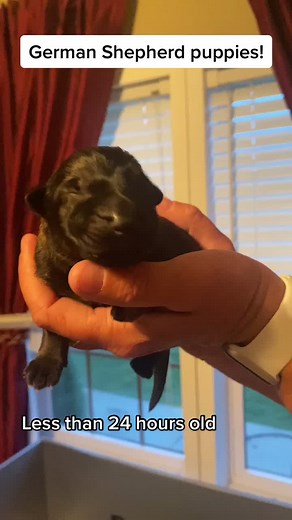 German Shepherd Puppies - Newborns with Health Tested Parents
