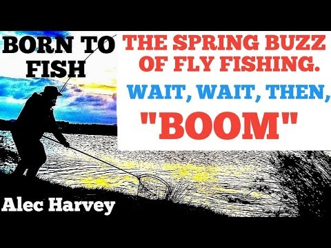 FLY FISHING - BUZZER TAKES , A SPRING PLEASURE.