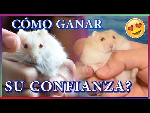 How to TAME my HAMSTER